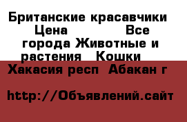 Британские красавчики › Цена ­ 35 000 - Все города Животные и растения » Кошки   . Хакасия респ.,Абакан г.